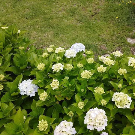 Abbracciu Climatisée Avec Piscine Chauffée Et Vue *