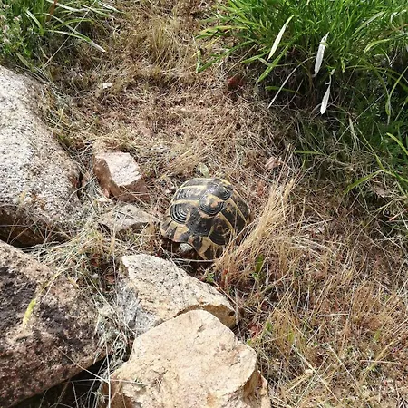 Abbracciu Climatisee Avec Piscine Chauffee Et Vue *