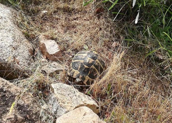 Abbracciu Climatisée Avec Piscine Chauffée Et Vue *